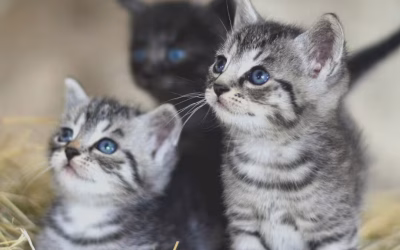 Affordable Cat Care Tips